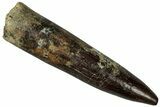 Fossil Sauropod Dinosaur (Titanosaur) Tooth - Morocco #298493-1